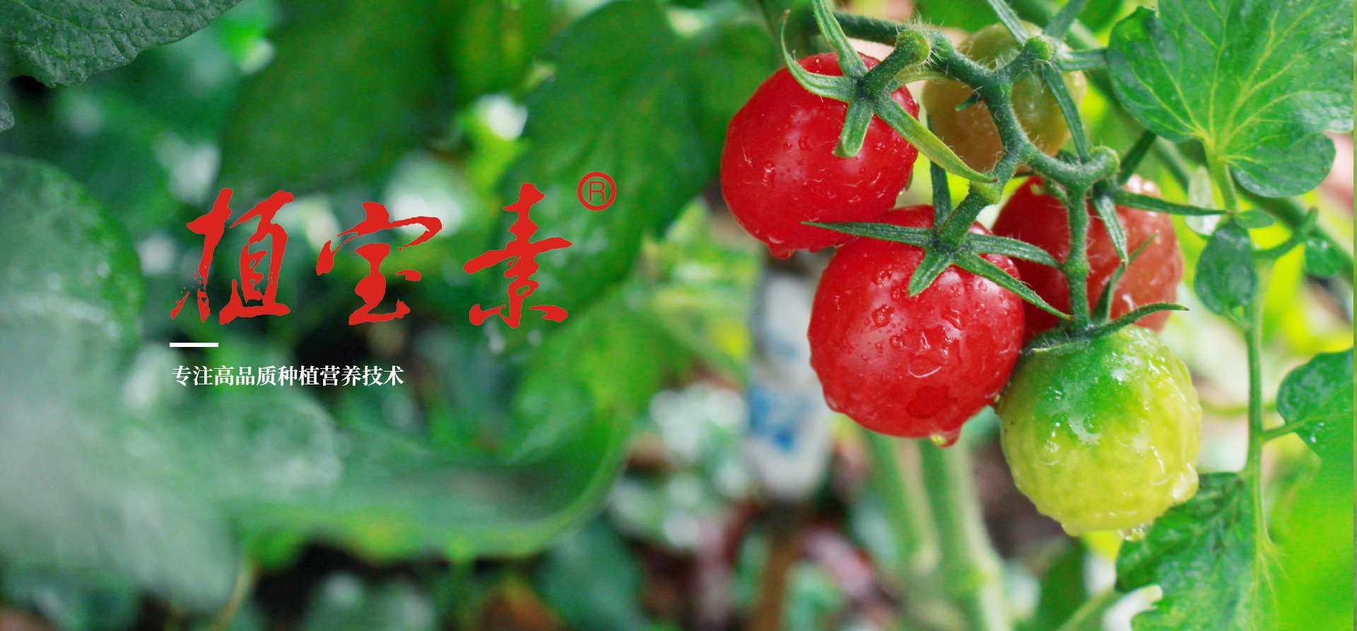 農(nóng)用微生物菌劑的使用注意事項(xiàng) 